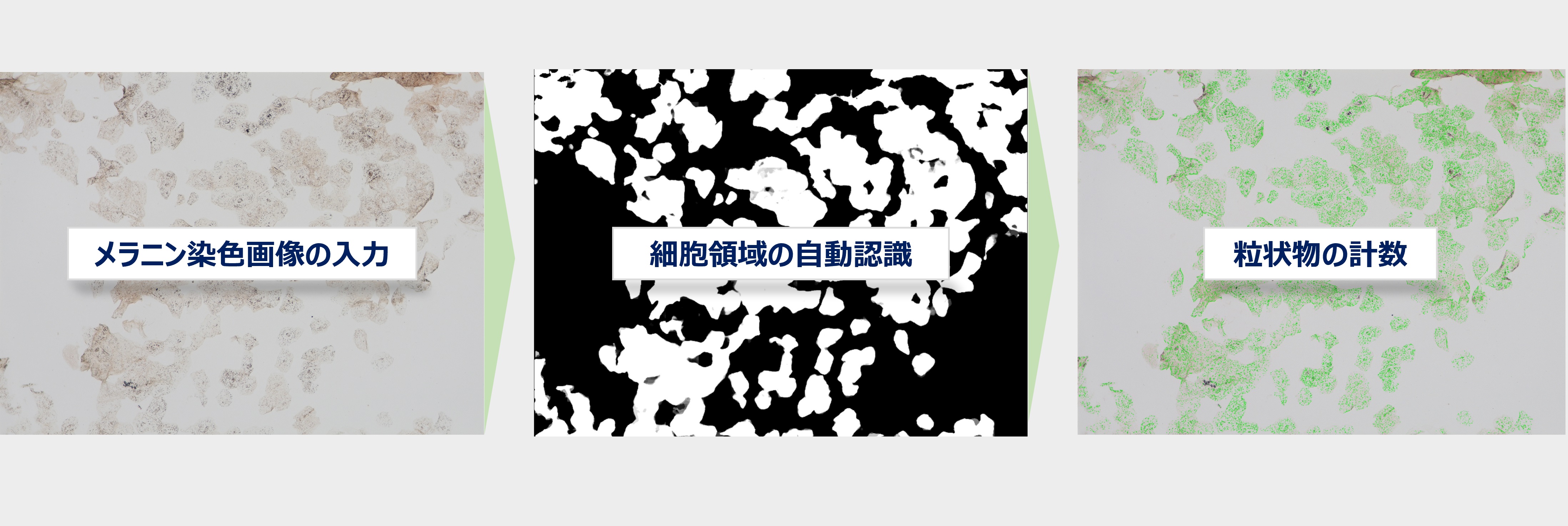 メラニン染色画像の計測